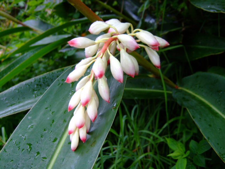 Alpinia Zwyczajna