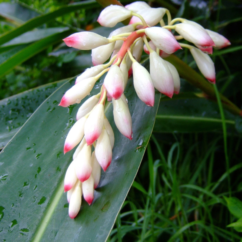Alpinia Zwyczajna - kosmetyki Ruhaku