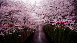 Japnia kraj kwitnącej wiśni